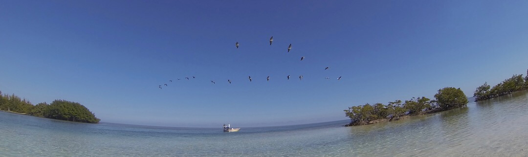 Pelicans in flight during Boca Chica boat tour in Miami