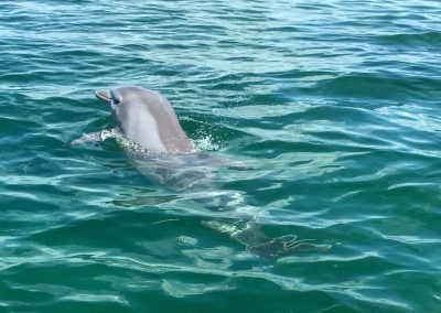 Swim with dolphin in Stiltsville Miami Boat Tour