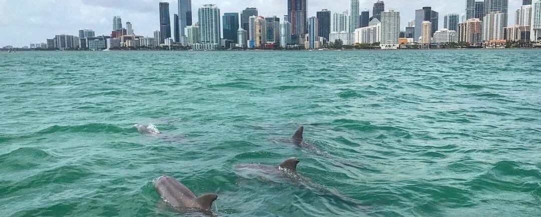During a miami sightseeing tour on a boat ride, customers encounter a pod of wild dolphin.