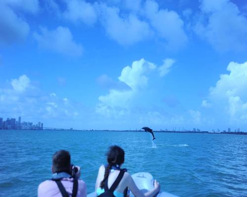 Miami Dolphin encounters on a boat tour in Miami with Ocean Force Adventures