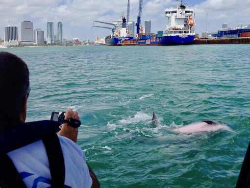 Dolphin playing in the bay during a dolphin tour in Miami