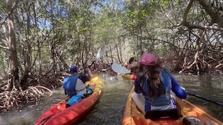 Kayak to Raccoon Island (1) A group in colorful kayaks maneuver through mangrove tunnels on the way to encounter wildlife on raccoon island.