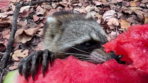A trash panda enjoys a piece of juice red watermelon on raccoon island miami.