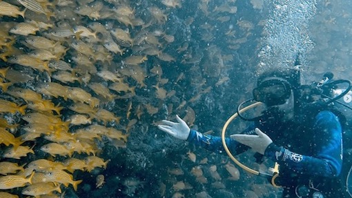 A woman is scuba diving during her diving certification Miami class for PADI OWD course. 