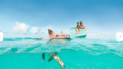 Swim with pigs bahamas from nassau Swimming with the pigs of Bahamas from Nassau in clear blue water with two people looking on.